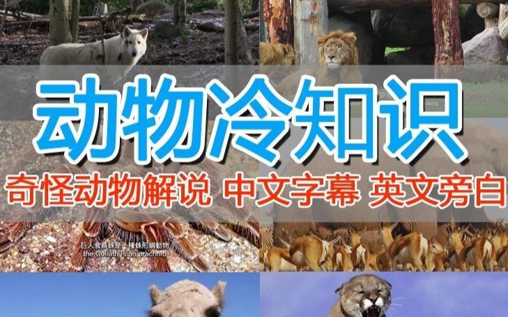 外面卖1699的国外纪录片解说（动物解说、美食、动画片）稳过中视频-千羽资源库